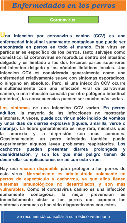 Enfermedad en los perros Coronavirus