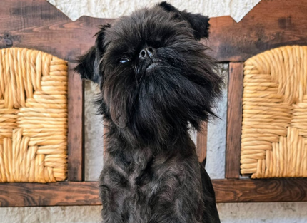 Foto de Cooba