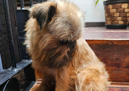 Foto de Groot