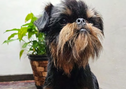 Foto de Mulan