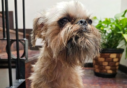 Foto de Lilo